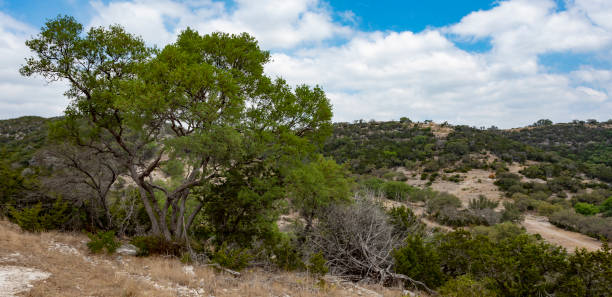 istock Texas Hill country that is dotted with mesquite trees 1453455140
