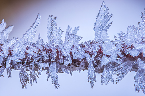 Frost on a branch, white frost crystals on a branch in a cold winter day