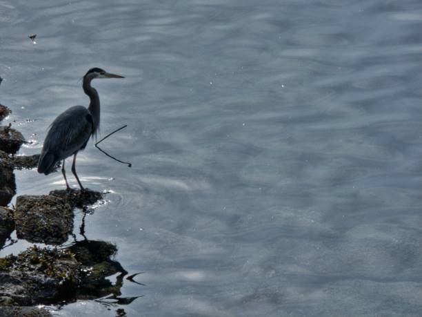 istock Lone Great Blue Heron on a rocky riverside 1453456731