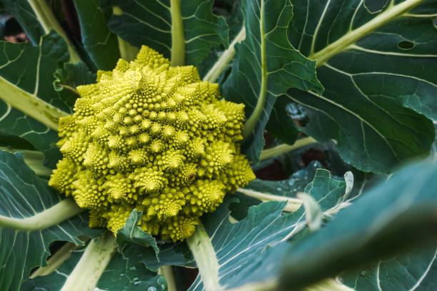 Green romanesco cauliflower growing in organic ecological garden Green romanesco cauliflower plant growing in organic ecological garden as autumn seasonal food crop fractal plant cabbage textured stock pictures, royalty-free photos & images