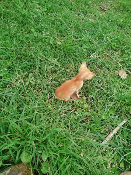 istock Back view of a little ginger kitten sitting on the grass 1453457797