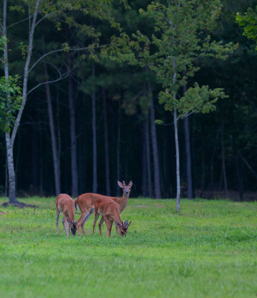 istock Grazing herd of deer 1453459791