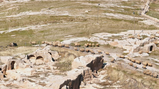 Aerial view of the ancient cave city of Dara, herd of sheep grazing around the ancient city of Dara, the shepherd and herd of goats in the ancient city, the historical landmark in Mardin, the ancient city of Dara, discover the Mesopotamian ruins
