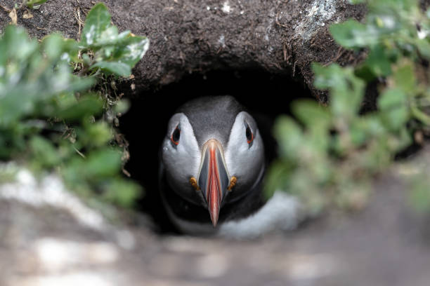 istock Closeup of a puffing bird hiding in a hole 1453460059