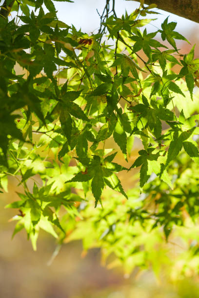istock Yellow-green maple shining in the sunlight in autumn 1453461281