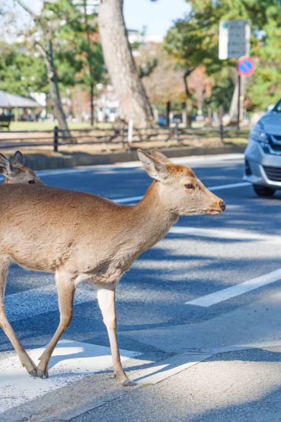 istock Wild deer standing in the main street around Park 1453461453