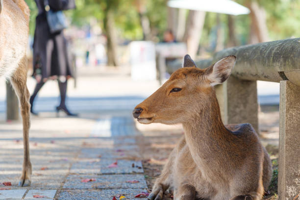 istock Wild deer standing in the main street around Park 1453461502
