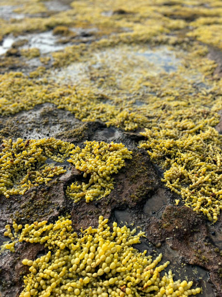 Neptune’s Pearls Seaweed