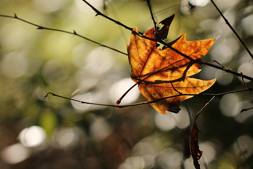 A plane tree leaf in the forest in autumn