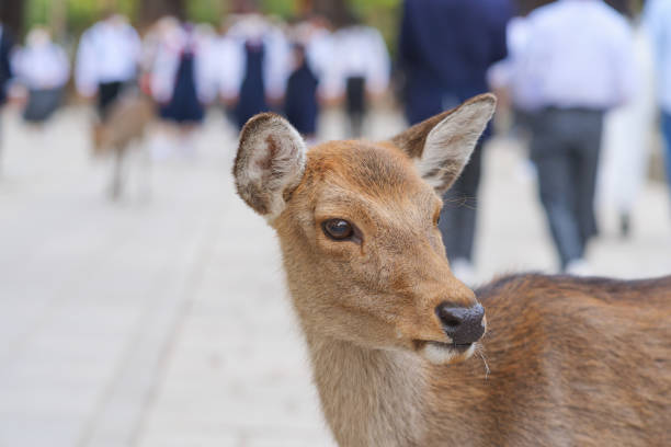 istock Wild deer standing in the main street 1453463854
