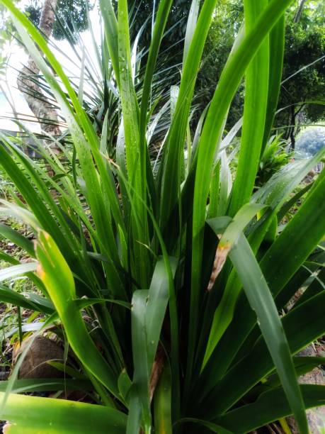 istock Photo of a green plant object 1453464016