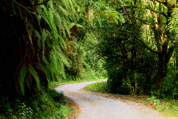 Stilwell Road through the forest in Tengchong