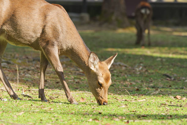 istock Deer in Park relaxing in the forest 1453465216