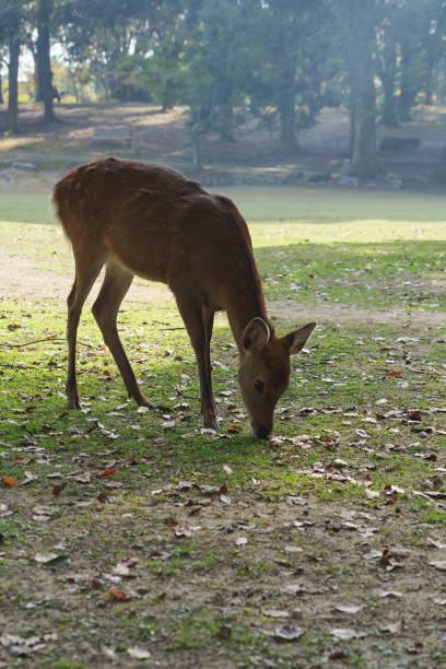 istock Deer in Park relaxing in the forest 1453465272