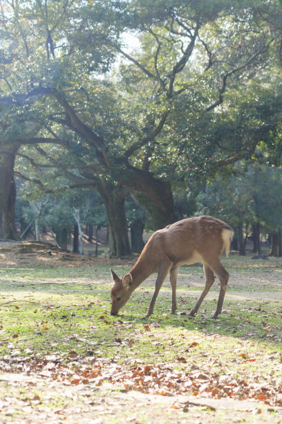 istock Deer in Park relaxing in the forest 1453465329