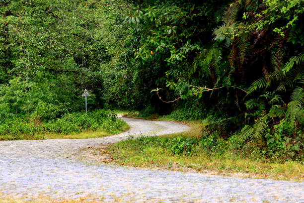 istock Stilwell Road through the forest in Tengchong 1453465734