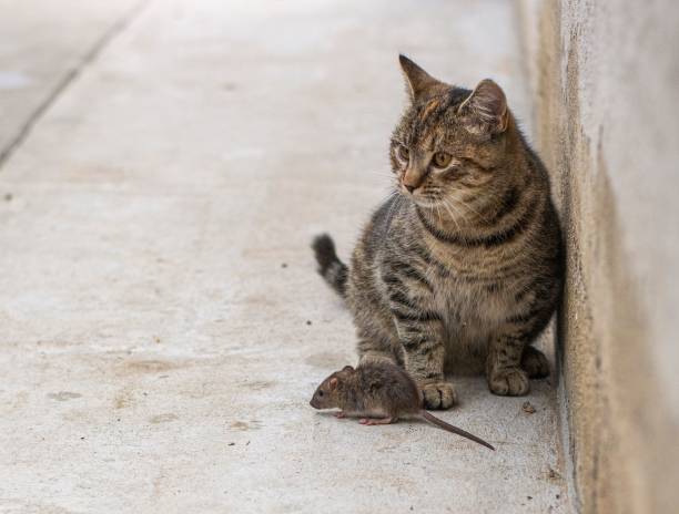 istock Stripped gray cat with a mouse next to it - friendship concept 1453465848