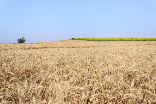 Wheat field and tree with blue sky in summer. Wide yellow agricultural land in rural area.