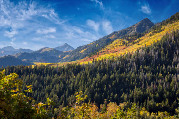 Big Cottonwood Canyon - Maple forest in Autumn, Lake; Salt Lake City - Utah.