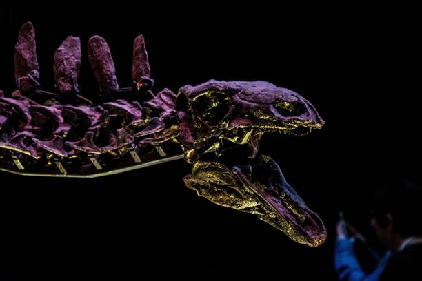istock Close-up of a dinosaur skull on a black background 1453469519