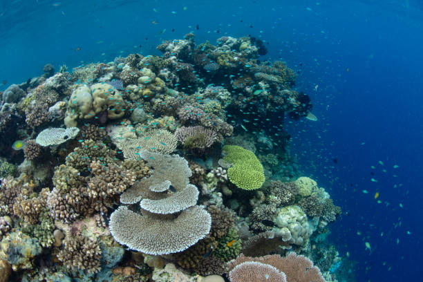istock Beautiful Coral Reef in Solomon Islands 1453469675