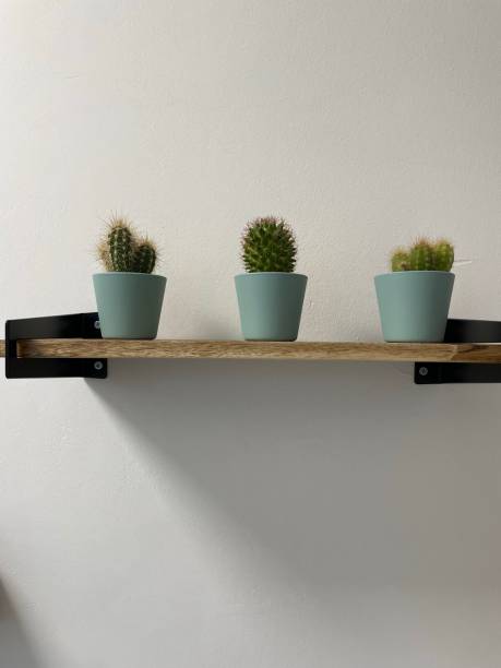 istock Different cactus plants on a shelf stock photo 1453469684
