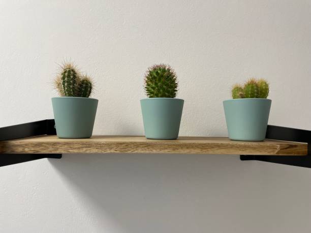 istock Different cactus plants on a shelf stock photo 1453469696