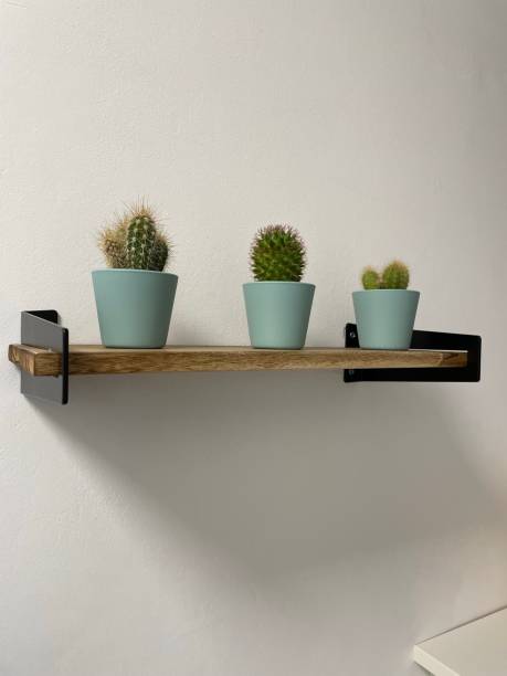 istock Different cactus plants on a shelf stock photo 1453469714