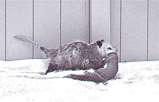 Possum carrying dead squirrel through snow with Glitch Technique