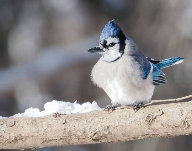 istock Close-up shot of a Blue jay perched on a branch on a blurred background 1453471328