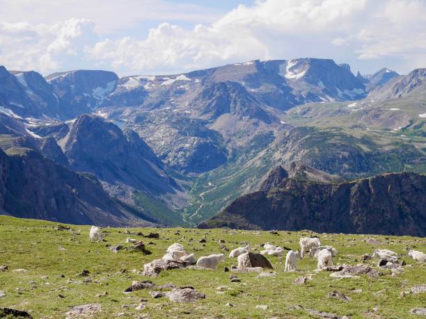 ワイオミング州ベアトゥースパスの野生のヤギの群れ。米国。 - absaroka range ストックフォトと画像