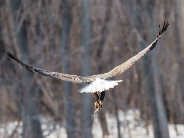 istock Close-up shot of a Bald eagle flying with its wide-open wings 1453471510