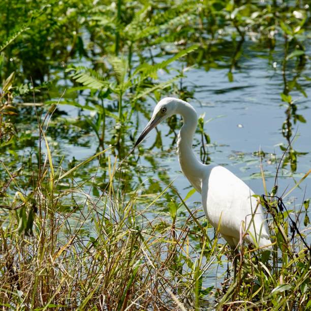 istock Juvenile Little Blue Heron Portrait 1453476323