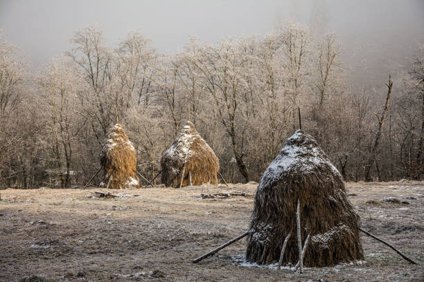 istock trees covered with hoarfrost on early winter morning 1453477287
