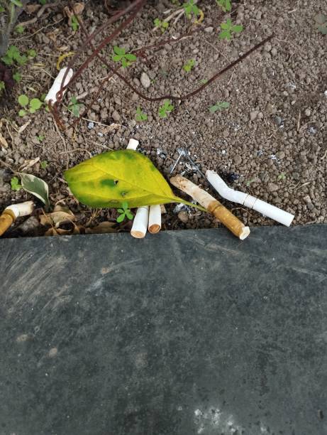 istock cigarette butts near plants 1453477552