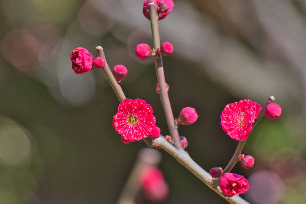 istock Plum Flower Bloom in January 1453477678