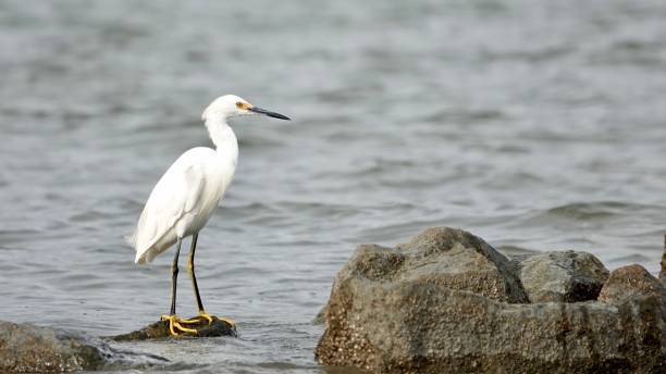 istock Snowy Egret Standing on a Rock 1453477731