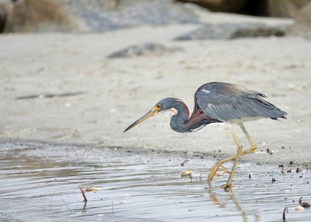 istock Tricolored Heron Fishing 1453477735