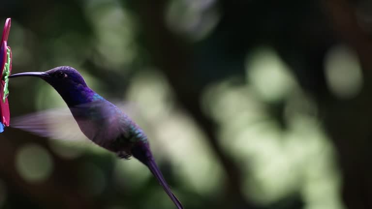 Selective focus of a hummingbird sipping nectar form a flower against a blurred background