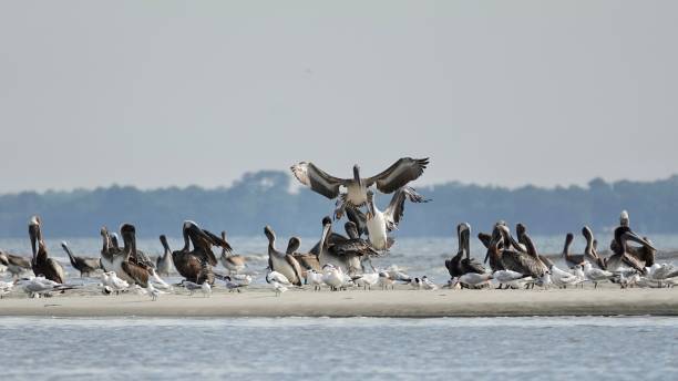 istock Brown Pelican Landing 1453478602