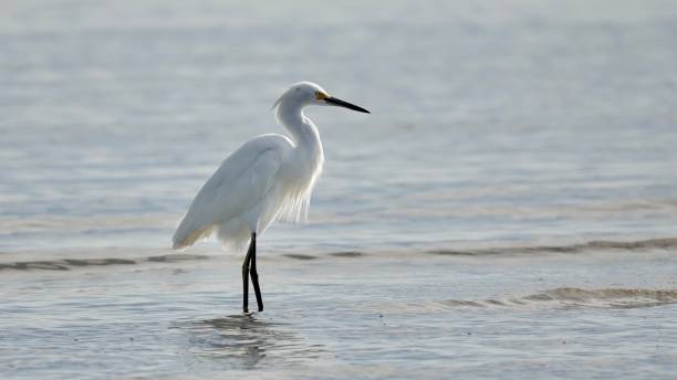 istock Snowy Egret in the Morning Sun 1453478704