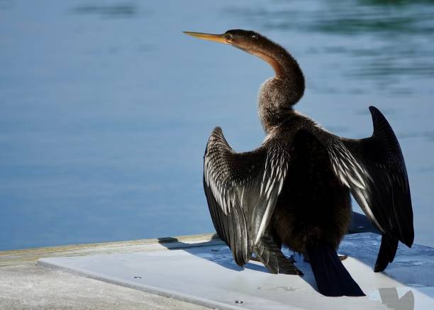 istock Portrait of an Anhinga 1453478836