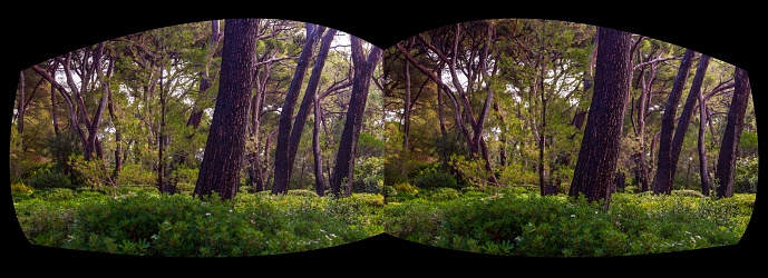 Wooded area with pine trees  and bushes in Cap d'Antibes the French Riviera.