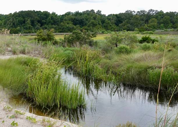 istock Wetlands at Fish Haul 1453479020