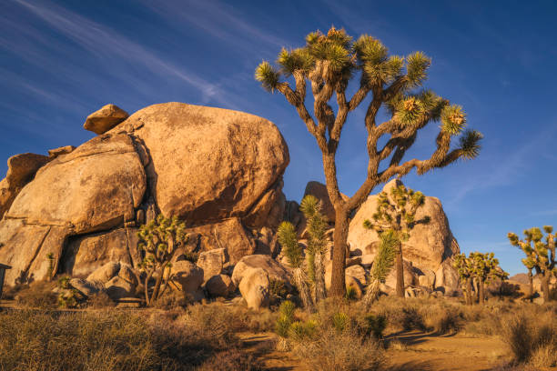 istock Joshua Trees and boulder mountain at Cap Rock Nature Trail 1453479116