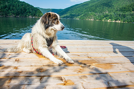 dog resting on a pier and looking at lake