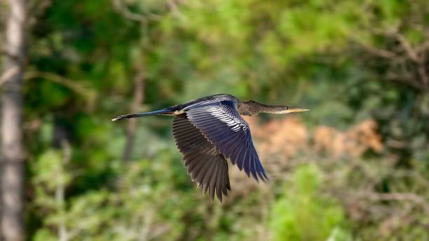 ヘビウのフライト - anhinga ストックフォトと画像