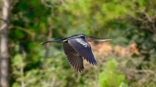 Full-length view of an anhinga in flight with neck fully stretched in the sunlight at Fish Haul Beach.