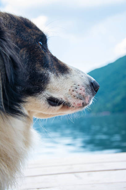 dog resting on a pier and looking at lake