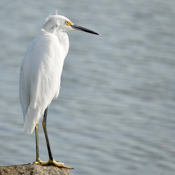 istock Close-up of Snowy Egret on Granite 1453479884